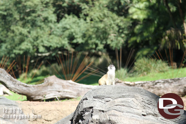 The Meerkats not so much.