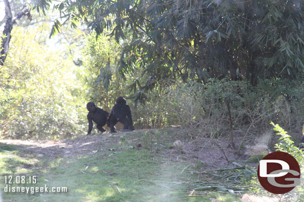 The two young gorillas looked to be plotting something to annoy the rest of their family.