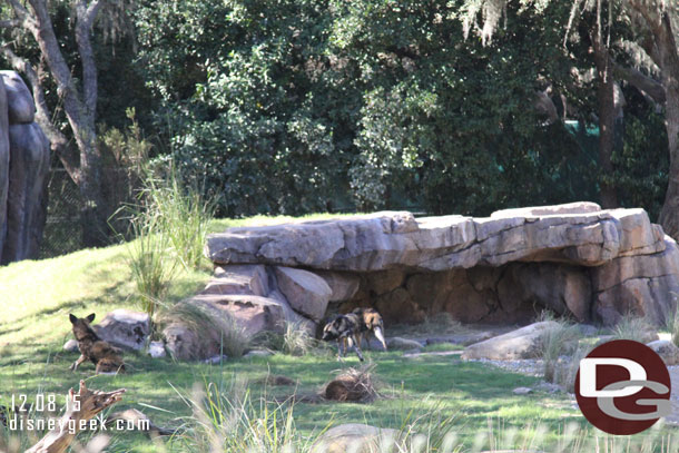 The newest additions to the Kilimanjaro Safari were out this morning.  The African Painted Dogs.