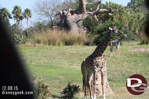 A baby giraffe in the distance.