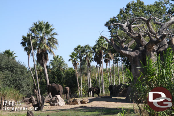 The elephant herd.