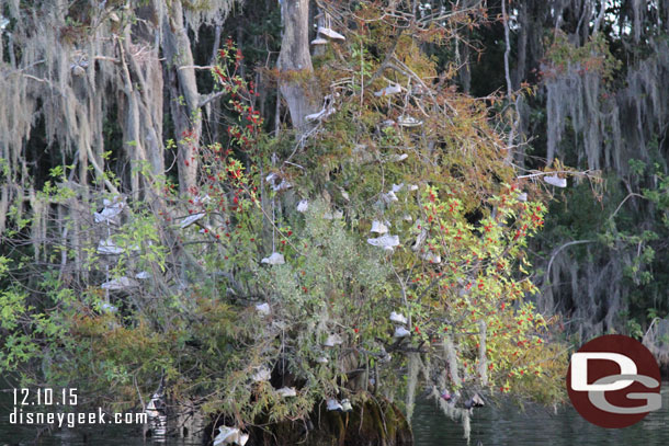 The famous shoe tree of Bay Lake.