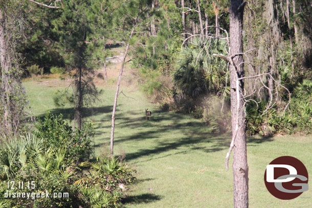 A deer running through through the field near the Monorail.