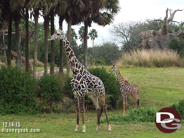 Giraffe on the move.