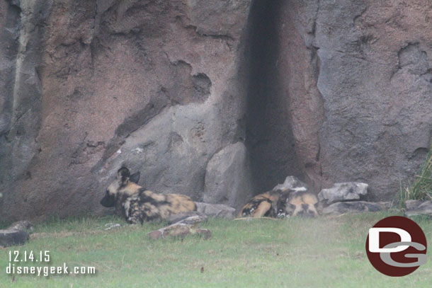 The African painted dogs were out today, but just in the back of there area and not moving around as much as previous trips.