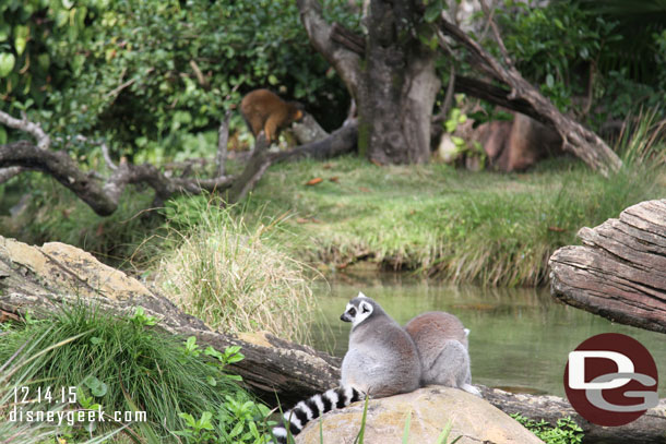 The Lemurs were not cooperating for a photo.