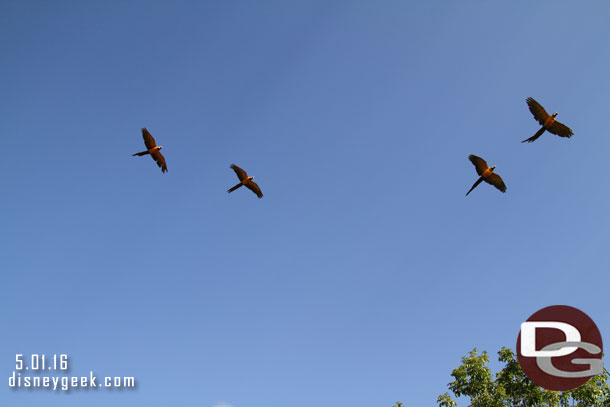 Winged Encounter birds arriving for the opening moment.