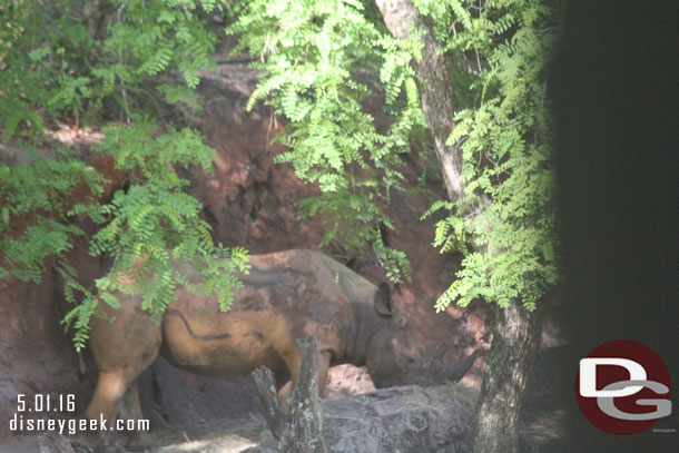 A black rhino