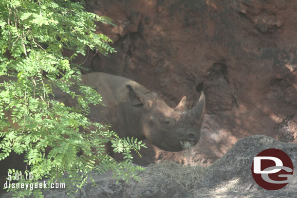 Another look at the black rhino having a morning snack.