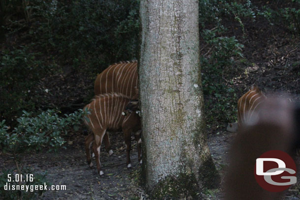 A family of bongos were out.  All on the other side of the truck and looking away of course.