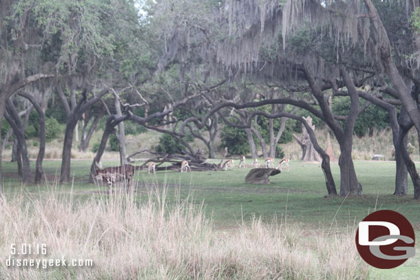 Some animals out this morning on the savanna