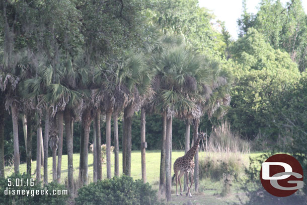 A giraffe on the move