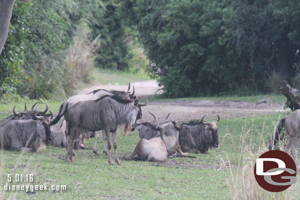 Wildebeest 