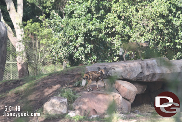 Some of the painted dogs were moving around.