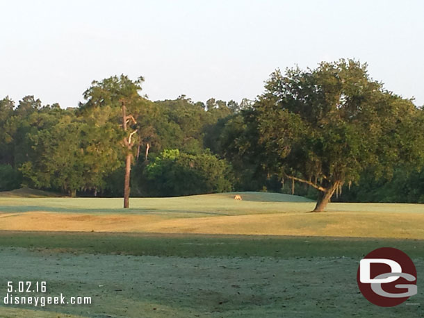 A deer was on #7.  No golfers had reached it yet this morning. We were the second or third group off today.