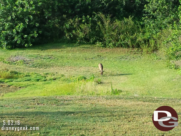 The deer were still around #7 as we attempted to keep the ball in the fairway and away from them.