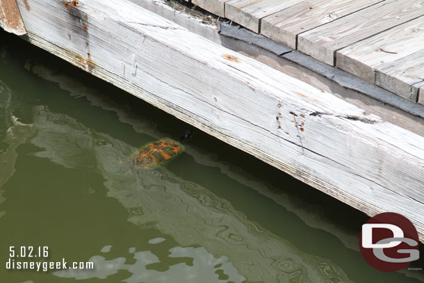 Spotted a turtle in the water.