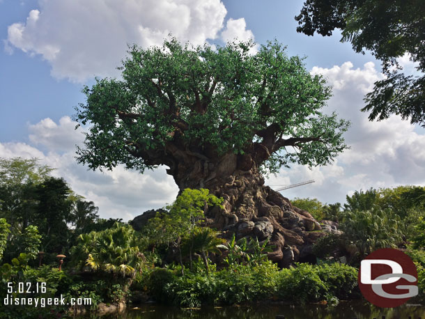 A classic picture of the Tree of Life.