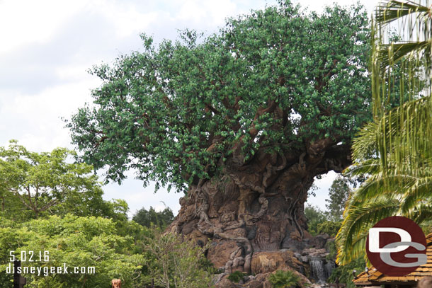 The Tree of Life this afternoon.