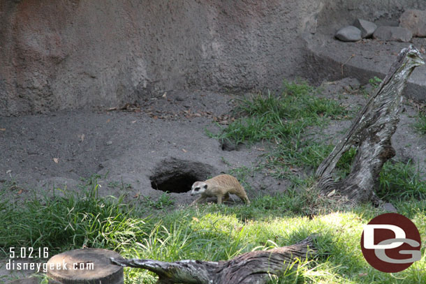 Al one meerkat out moving around.