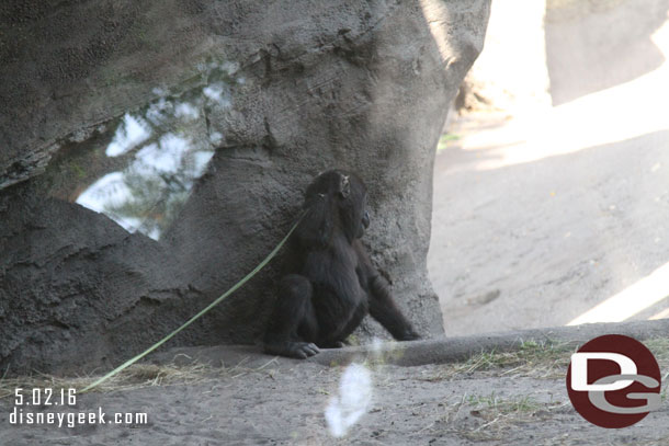 This young one was waiting to ambush the other young one.