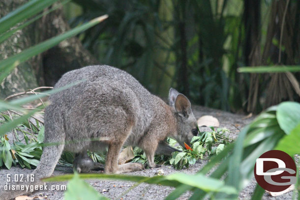 Spotted a wallaby.  No sign of the baby.