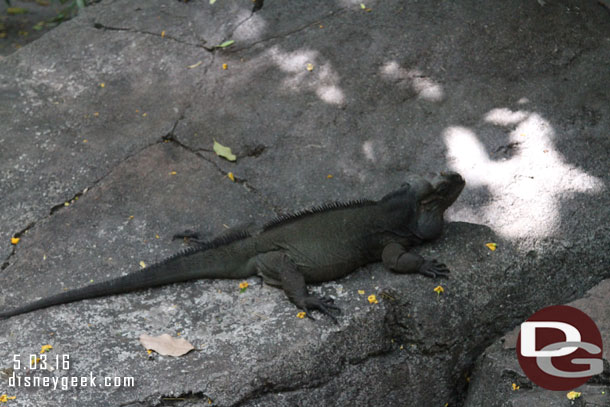 A Rhinoceros Iguana