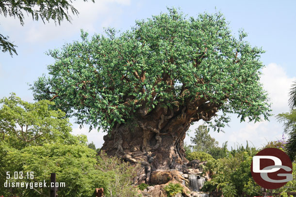 Tree of Life this morning