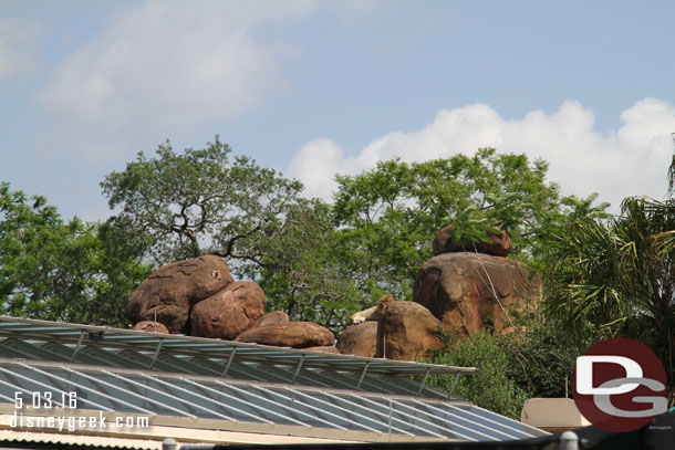 Spotted the male lion from the train.