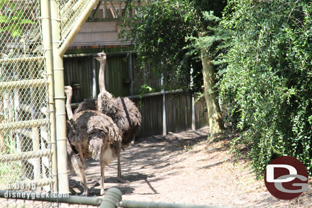 And a couple of ostrich