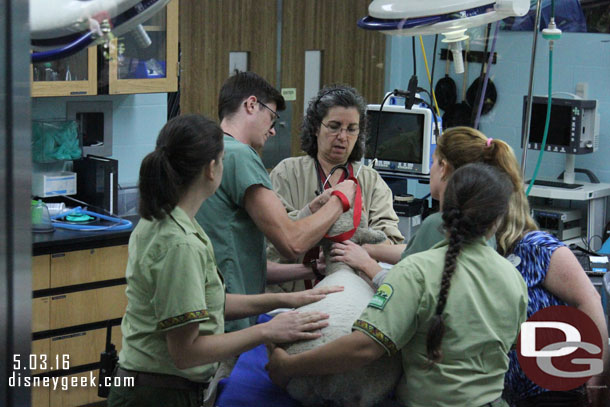 There were performing a dental procedure on a sheep this morning.  Notice all the people involved.