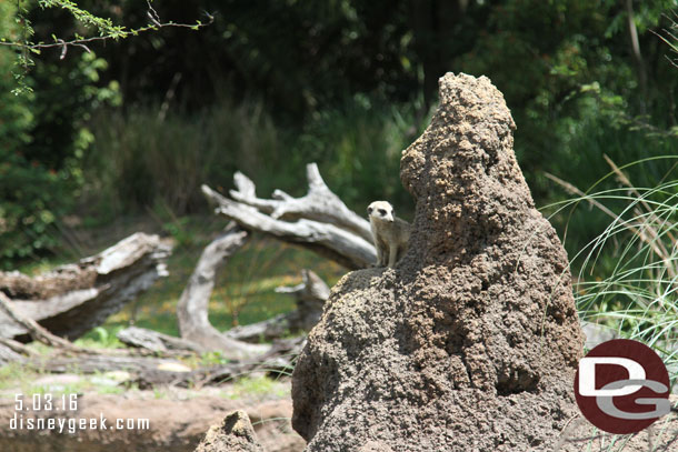 Walked through Pangani Forest.  The lookout for the meerkats