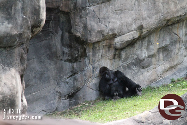 A gorilla just sitting around.