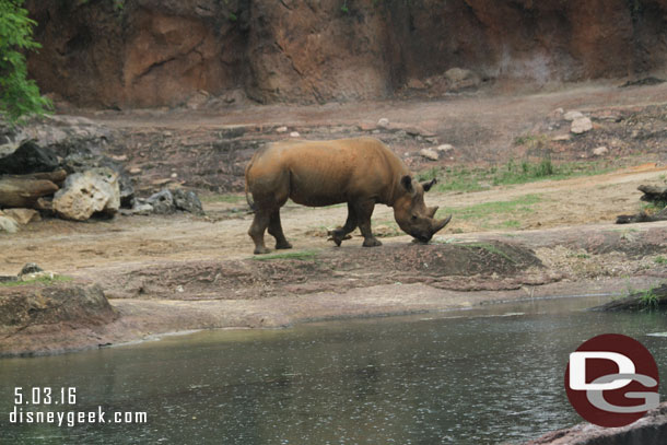 A black rhino