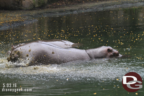 Timing is everything as we came around the corner with the hippos.. some things you do not need to see.