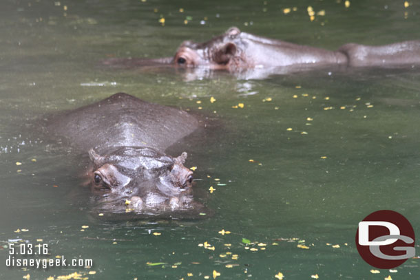 A more traditional hippo shot.