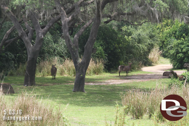 Water buck