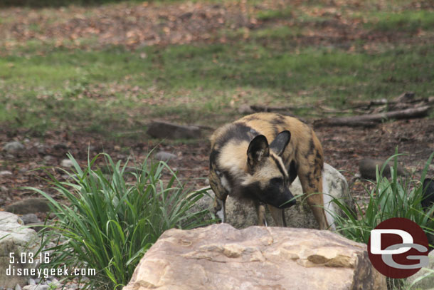 A painted dog