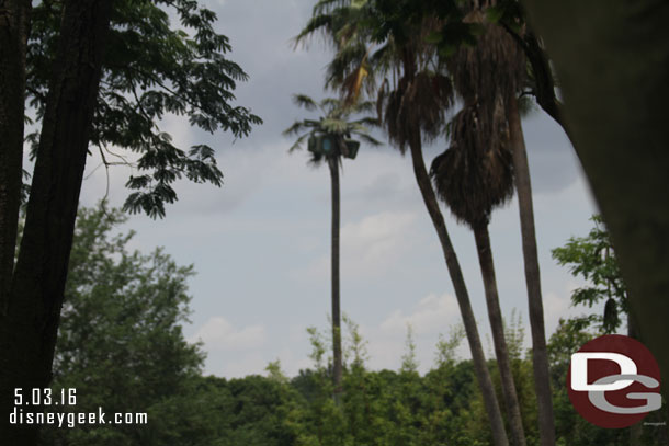 A light tree for the night time safaris in the elephant area.