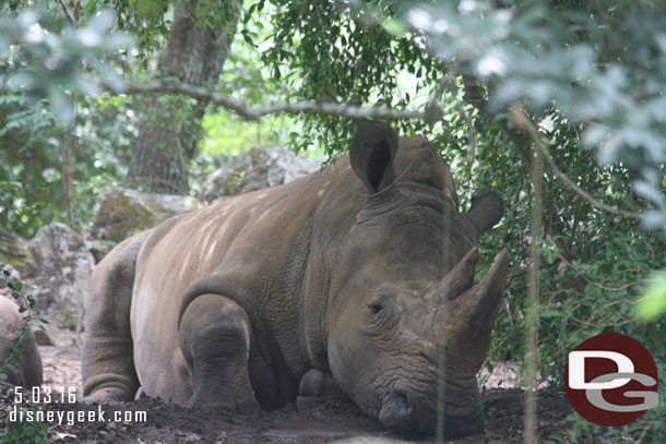 A white rhino sitting around.