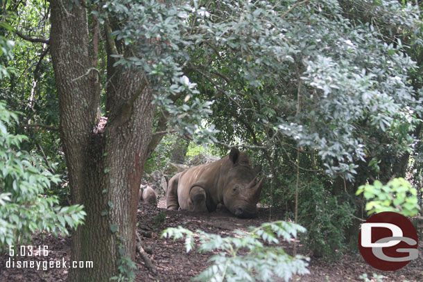 A wider shot of the rhino