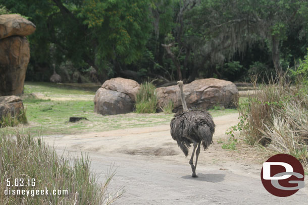 Waiting for an ostrich to get off the road.