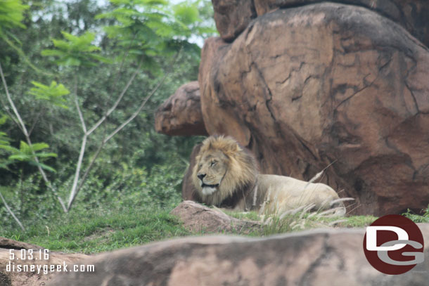 The male lion was up for a moment.