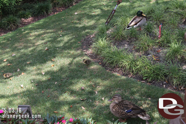 Some ducklings roaming around a planter.