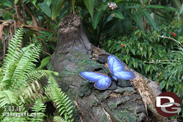 Butterflies along the river.