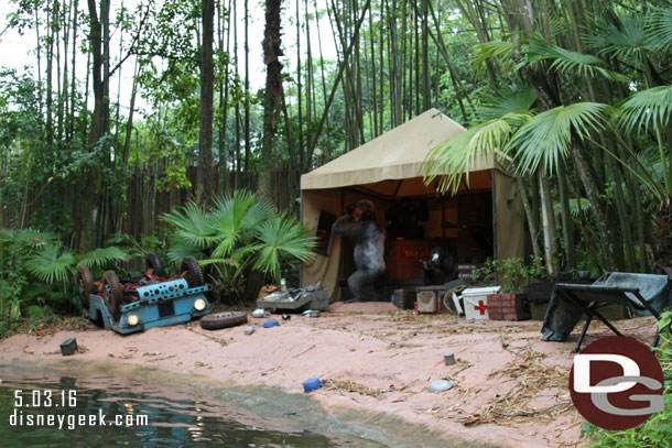 Gorillas in the camp