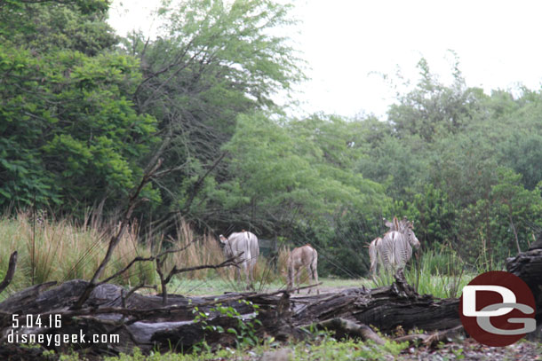 A couple of young Zebra in the herd.