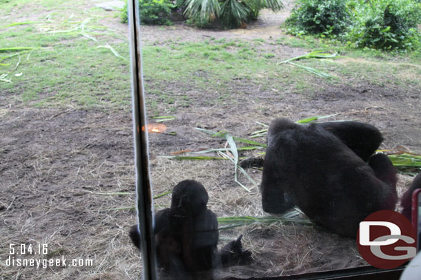 Speaking of young the young gorillas were active this morning.