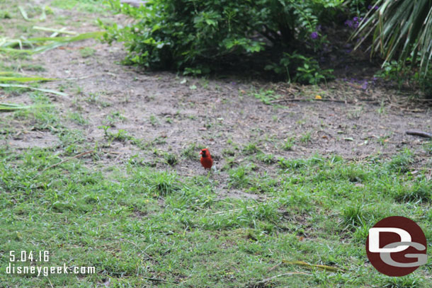 A cardinal landed nearby.  The gorillas ignored it.