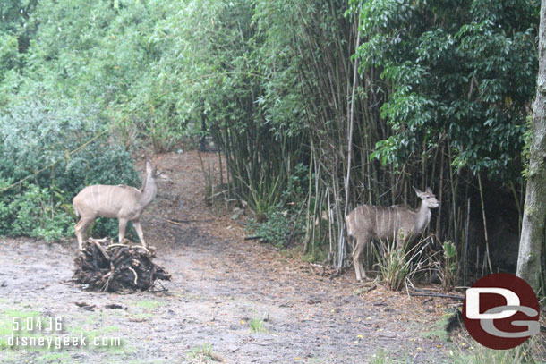 A couple of kudu nearby.